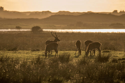Vejers Strand Camping Natur Rådyr